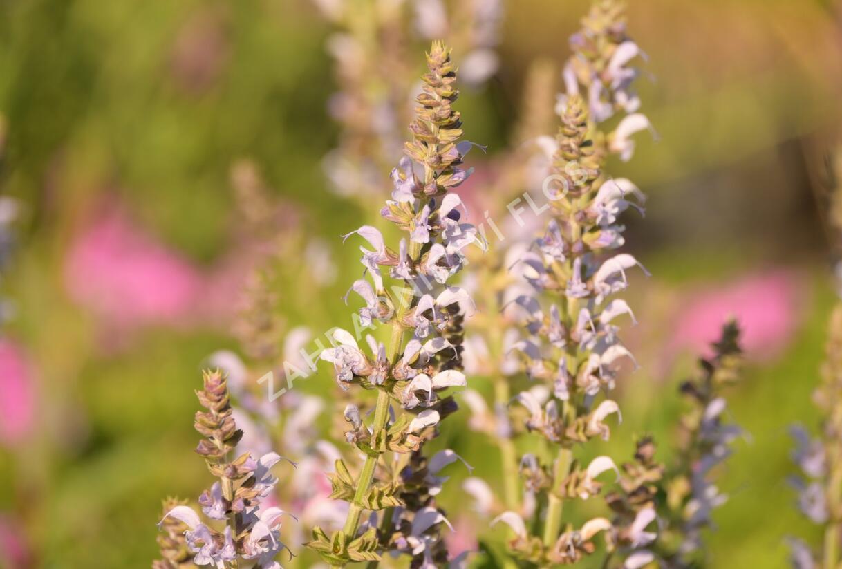 Šalvěj hajní 'Crystal Blue' - Salvia nemorosa 'Crystal Blue'