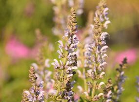 Šalvěj hajní 'Crystal Blue' - Salvia nemorosa 'Crystal Blue'
