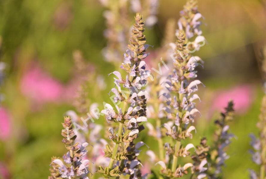 Šalvěj hajní 'Crystal Blue' - Salvia nemorosa 'Crystal Blue'
