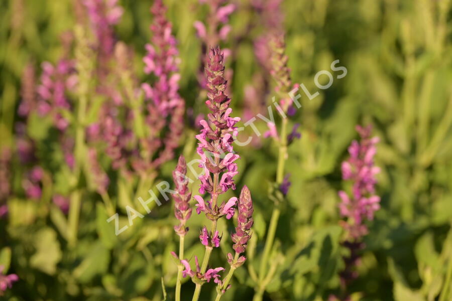 Šalvěj hajní 'Pink Beauty' - Salvia nemorosa 'Pink Beauty'