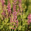 Šalvěj hajní 'Pink Beauty' - Salvia nemorosa 'Pink Beauty'