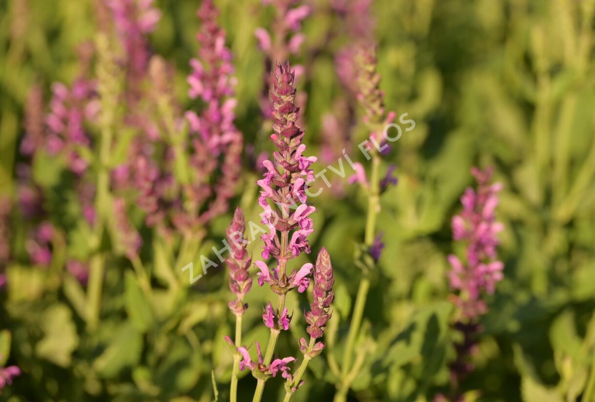Šalvěj hajní 'Pink Beauty' - Salvia nemorosa 'Pink Beauty'