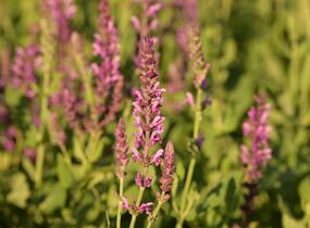 Šalvěj hajní 'Pink Beauty' - Salvia nemorosa 'Pink Beauty'