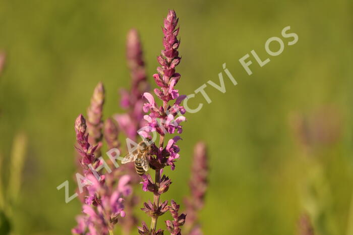 Šalvěj hajní 'Pink Beauty' - Salvia nemorosa 'Pink Beauty'