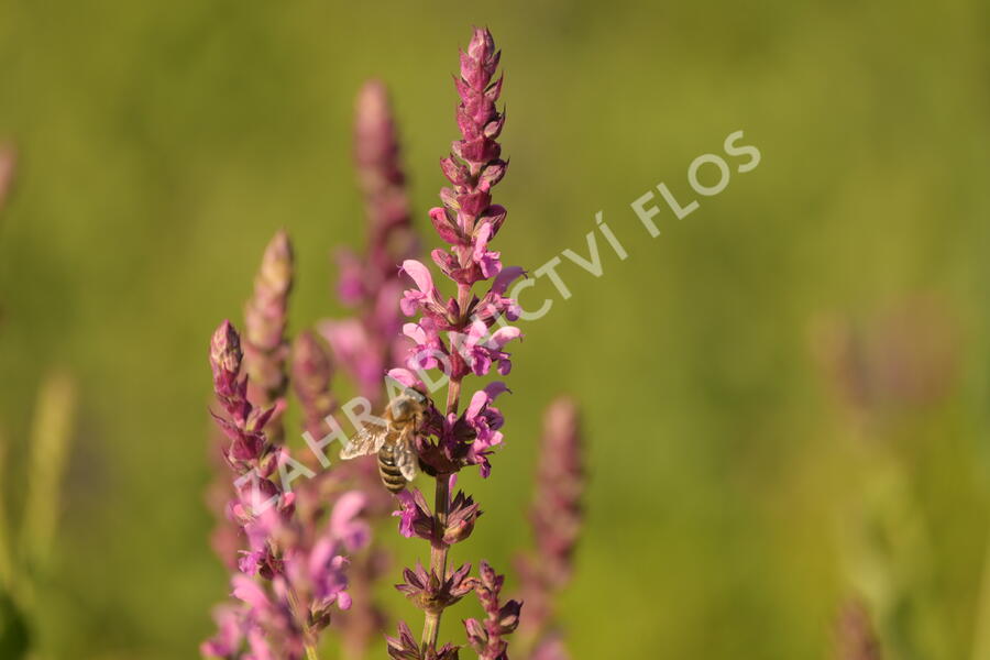 Šalvěj hajní 'Pink Beauty' - Salvia nemorosa 'Pink Beauty'