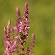 Šalvěj hajní 'Pink Beauty' - Salvia nemorosa 'Pink Beauty'