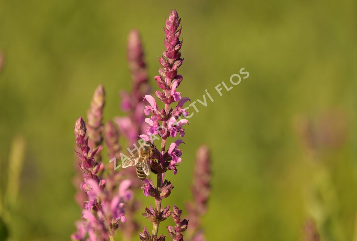 Šalvěj hajní 'Pink Beauty' - Salvia nemorosa 'Pink Beauty'