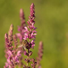 Šalvěj hajní 'Pink Beauty' - Salvia nemorosa 'Pink Beauty'
