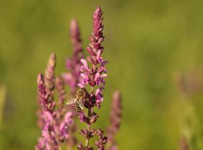 Šalvěj hajní 'Pink Beauty' - Salvia nemorosa 'Pink Beauty'