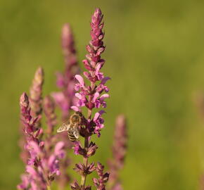 Šalvěj hajní 'Pink Beauty' - Salvia nemorosa 'Pink Beauty'