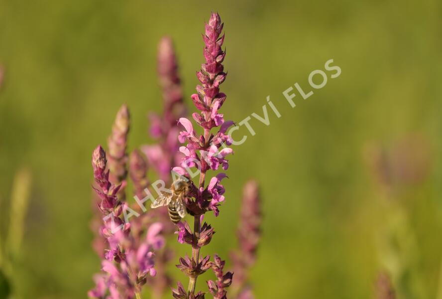 Šalvěj hajní 'Pink Beauty' - Salvia nemorosa 'Pink Beauty'