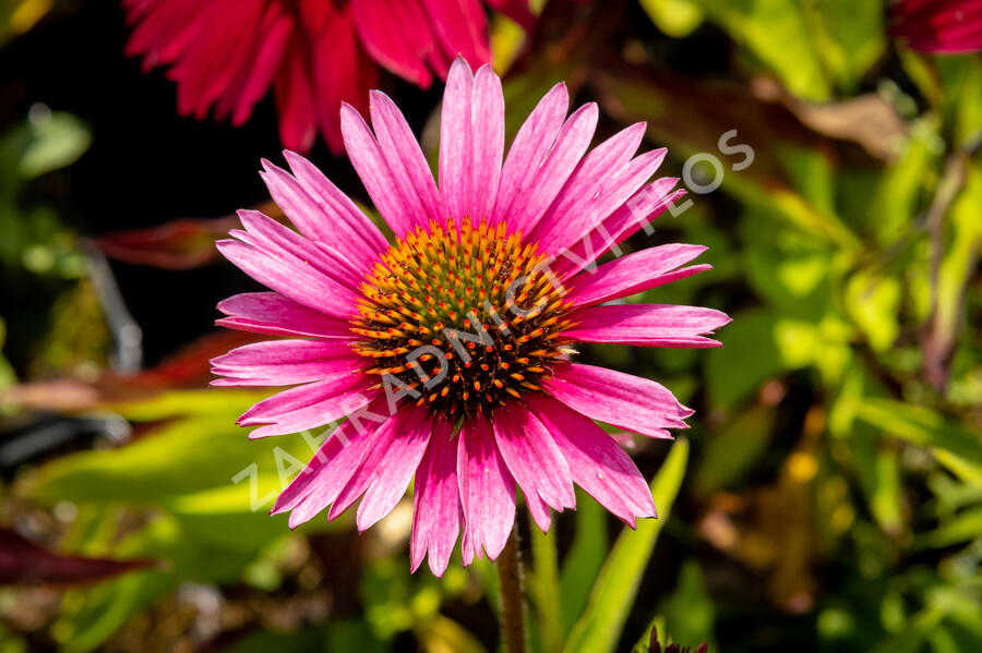 Třapatkovka nachová 'Papallo Semi Double Cherry' - Echinacea purpurea 'Papallo Semi Double Cherry'