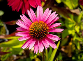 Třapatkovka nachová 'Papallo Semi Double Cherry' - Echinacea purpurea 'Papallo Semi Double Cherry'