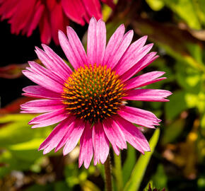 Třapatkovka nachová 'Papallo Semi Double Cherry' - Echinacea purpurea 'Papallo Semi Double Cherry'