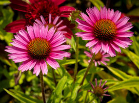 Třapatkovka nachová 'Papallo Semi Double Cherry' - Echinacea purpurea 'Papallo Semi Double Cherry'