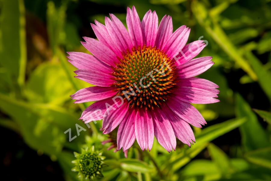 Třapatkovka nachová 'Papallo Semi Double Cherry' - Echinacea purpurea 'Papallo Semi Double Cherry'