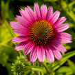 Třapatkovka nachová 'Papallo Semi Double Cherry' - Echinacea purpurea 'Papallo Semi Double Cherry'