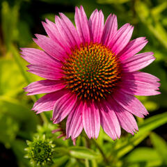 Třapatkovka nachová 'Papallo Semi Double Cherry' - Echinacea purpurea 'Papallo Semi Double Cherry'