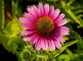 Třapatkovka nachová 'Papallo Semi Double Cherry' - Echinacea purpurea 'Papallo Semi Double Cherry'