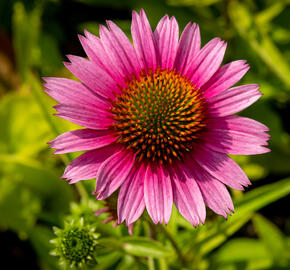 Třapatkovka nachová 'Papallo Semi Double Cherry' - Echinacea purpurea 'Papallo Semi Double Cherry'