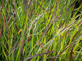 Vousatice metlatá 'Standing Ovation' - Andropogon scoparius 'Standing Ovation'
