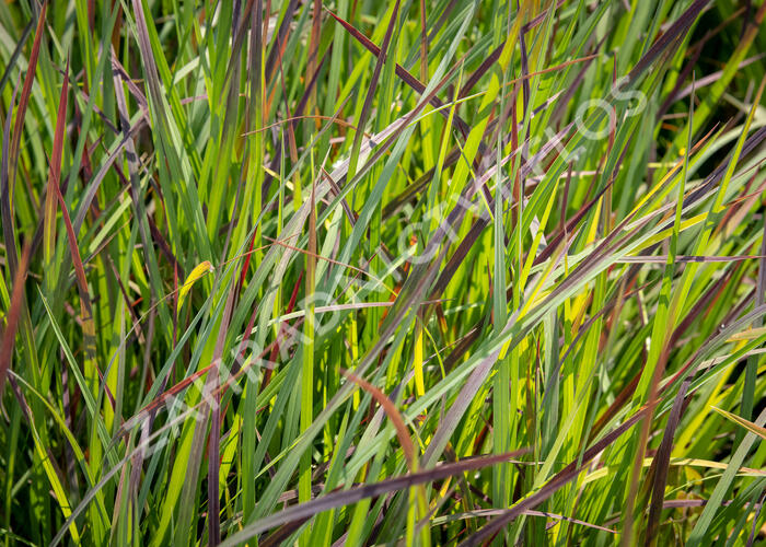 Vousatice 'Standing Ovation' - Andropogon scoparius 'Standing Ovation'