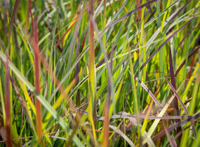 Vousatice metlatá 'Standing Ovation' - Andropogon scoparius 'Standing Ovation'