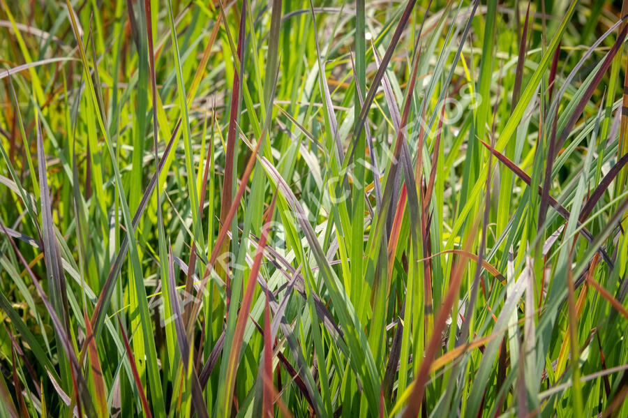 Vousatice 'Standing Ovation' - Andropogon scoparius 'Standing Ovation'