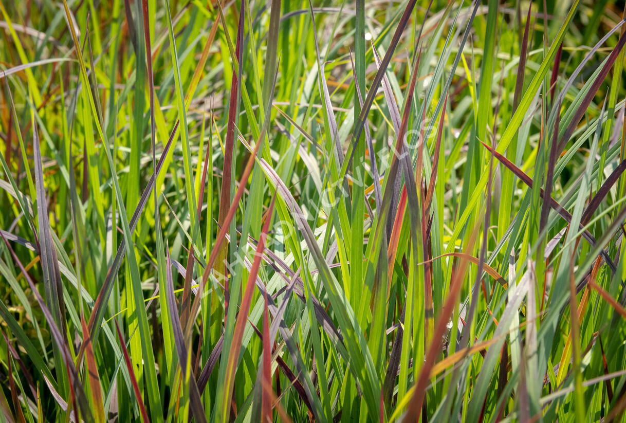 Vousatice metlatá 'Standing Ovation' - Andropogon scoparius 'Standing Ovation'