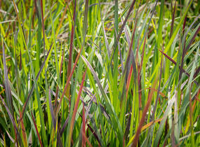 Vousatice metlatá 'Standing Ovation' - Andropogon scoparius 'Standing Ovation'