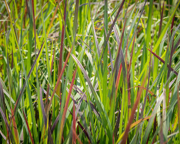 Vousatice metlatá 'Standing Ovation'