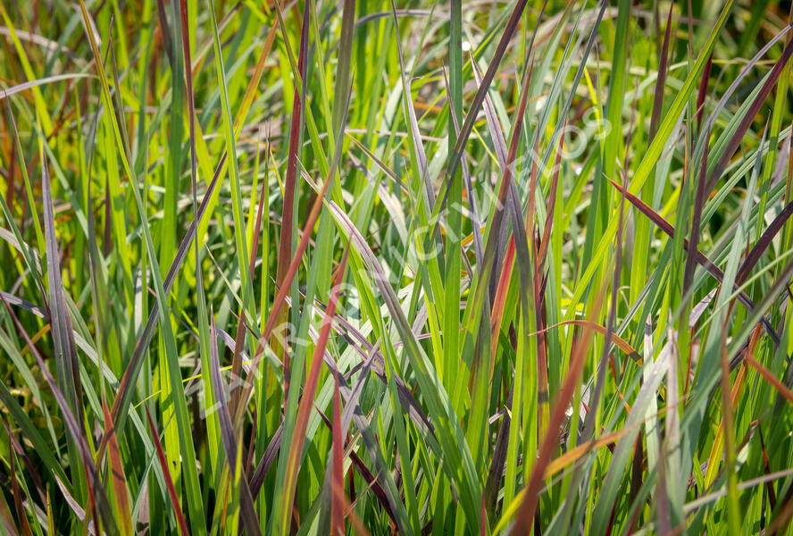 Vousatice metlatá 'Standing Ovation' - Andropogon scoparius 'Standing Ovation'