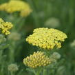 Řebříček obecný 'Desert Eve Light Yellow' - Achillea millefolium 'Desert Eve Light Yellow'