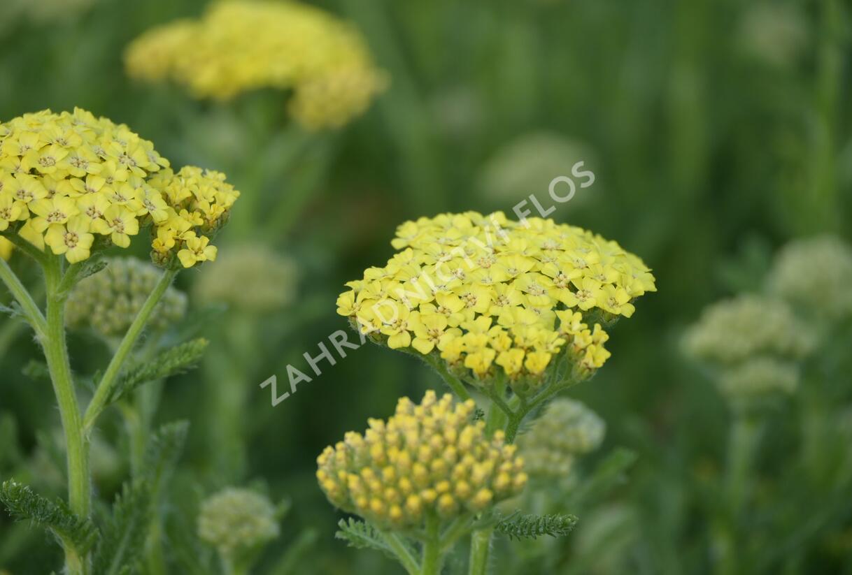 Řebříček obecný 'Desert Eve Light Yellow' - Achillea millefolium 'Desert Eve Light Yellow'