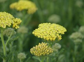 Řebříček obecný 'Desert Eve Light Yellow' - Achillea millefolium 'Desert Eve Light Yellow'