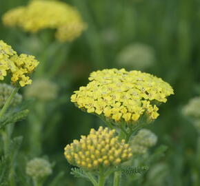 Řebříček obecný 'Desert Eve Light Yellow' - Achillea millefolium 'Desert Eve Light Yellow'