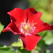 Růže půdopokryvná Kordes 'Rote Max Graf' - Rosa PK 'Rote Max Graf'