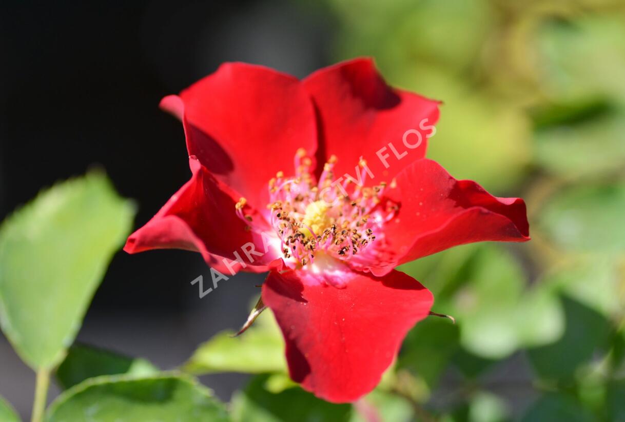 Růže půdopokryvná Kordes 'Rote Max Graf' - Rosa PK 'Rote Max Graf'