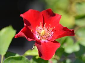 Růže půdopokryvná Kordes 'Rote Max Graf' - Rosa PK 'Rote Max Graf'