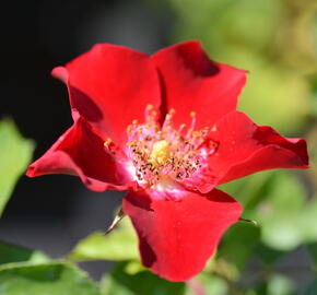 Růže půdopokryvná Kordes 'Rote Max Graf' - Rosa PK 'Rote Max Graf'