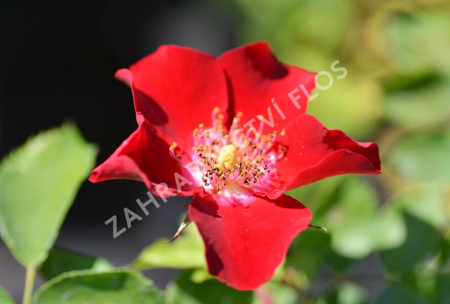 Růže půdopokryvná Kordes 'Rote Max Graf' - Rosa PK 'Rote Max Graf'
