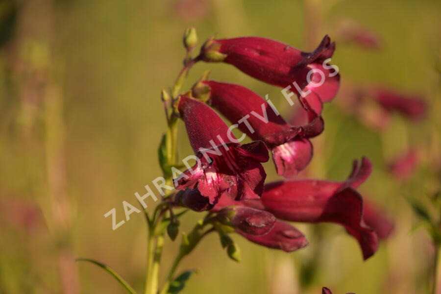 Dračík 'Rich Ruby' - Penstemon x mexicali 'Rich Ruby'