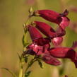 Dračík 'Rich Ruby' - Penstemon  x mexicali 'Rich Ruby'