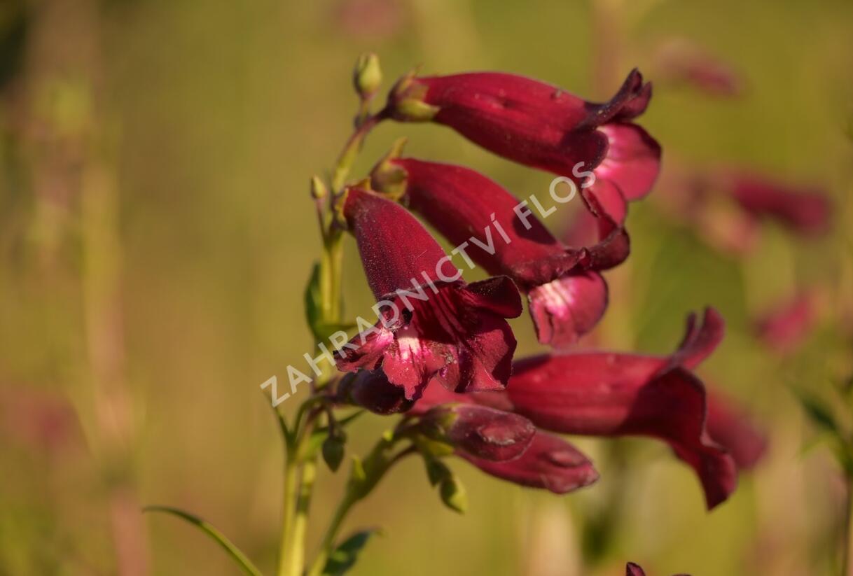 Dračík 'Rich Ruby' - Penstemon x mexicali 'Rich Ruby'