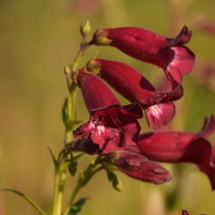 Dračík 'Rich Ruby' - Penstemon x mexicali 'Rich Ruby'