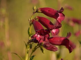 Dračík 'Rich Ruby' - Penstemon x mexicali 'Rich Ruby'