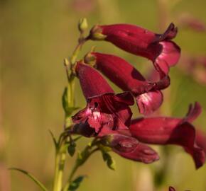 Dračík 'Rich Ruby' - Penstemon  x mexicali 'Rich Ruby'