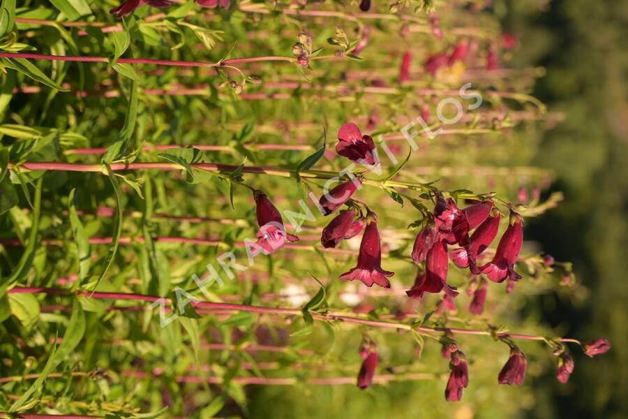 Dračík 'Rich Ruby' - Penstemon x mexicali 'Rich Ruby'