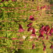 Dračík 'Rich Ruby' - Penstemon  x mexicali 'Rich Ruby'