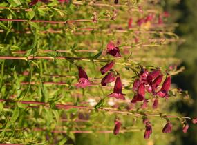 Dračík 'Rich Ruby' - Penstemon x mexicali 'Rich Ruby'